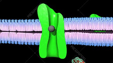 Active Transport Human Cell