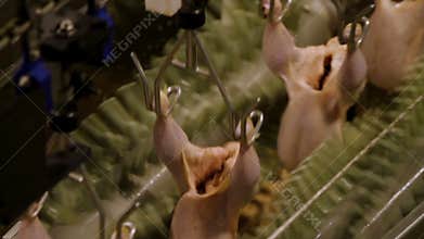 Food processing factory, chicken meat