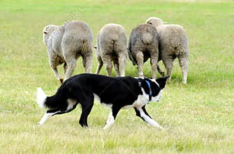 Sheepdog