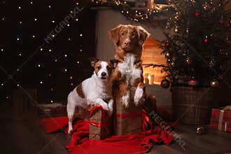 Dog Jack Russell Terrier and Dog Nova Scotia Duck Tolling Retriever . Happy New Year, Christmas