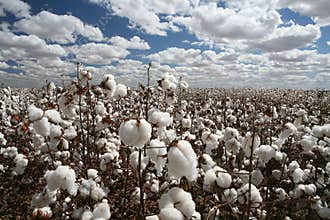 Cotton field