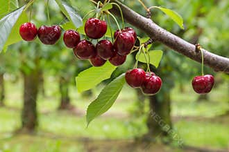 Isolated red cherries on tree in cherry orchard