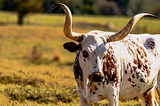 Texas Longhorn cow in field