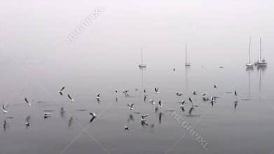 Flock of birds flying away suddenly one by one