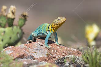 Eastern collared lizard with cactus