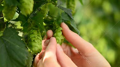 Farmer inspecting hops on the field, closeup