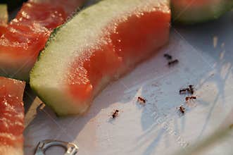 Watermelon and ants.