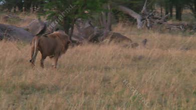 Lions in the Serengeti