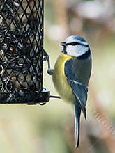 Blue tit bird on a bird feeder