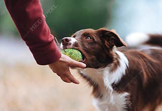 Brown border collie puppy brought the ball hostess and lays down his hand