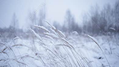 Winter landscape with dry plants on wind