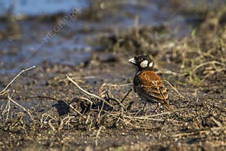 Chesnut-backed sparrow-lark in Kruger National park, South Africa