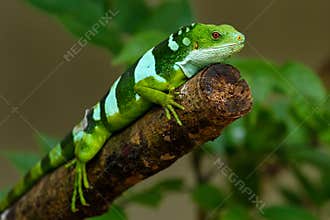Male Fiji banded iguana Brachylophus fasciatus on Viti Levu Is