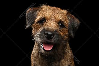 Close-up portrait of border terrier dog
