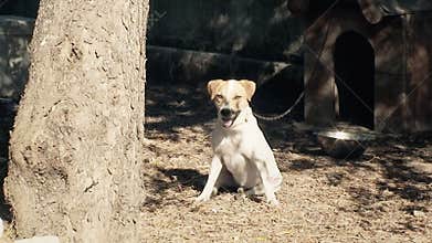 Dog chain sat attentive