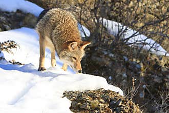 Coyote hunting during the winter