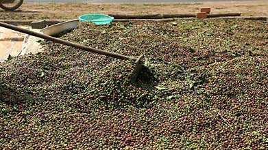 Drying Coffee Beans in the sun