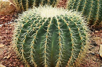 Cactus in desert, cactus Nature green background