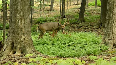 Whitetail Deer Buck In Velvet
