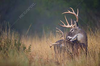 Two whitetail bucks grooming each other