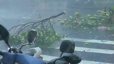 Police cordon off fallen tree area in typhoon