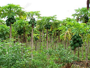 Papaya tree