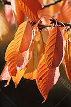 Cherry tree leaves in fall