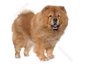 Chow chow dog