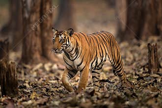Tiger in wild of India