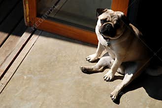 pug dog