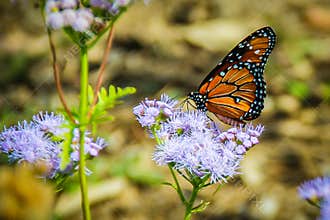 Monarch Butterfly on a Purple Flower