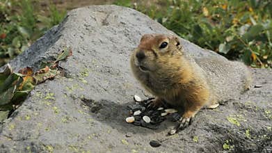 Arctic ground squirrel eating seeds on rock. Kamchatka stock footage video