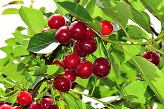 Cherry on tree