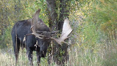 Bull Moose in Fall Rut Zoom