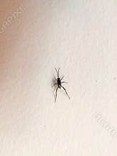 Black insect sticks on the concrete wall