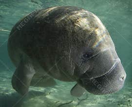 Manatee Profile