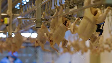 Poultry meat during production process