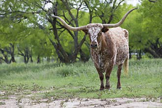 Big Texas longhorn bull