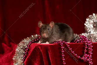 Rat on red velvet background
