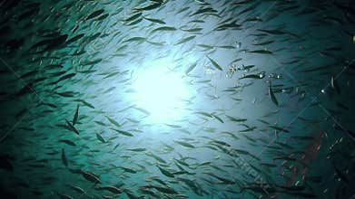 School of fish in the water of Caribbean sea